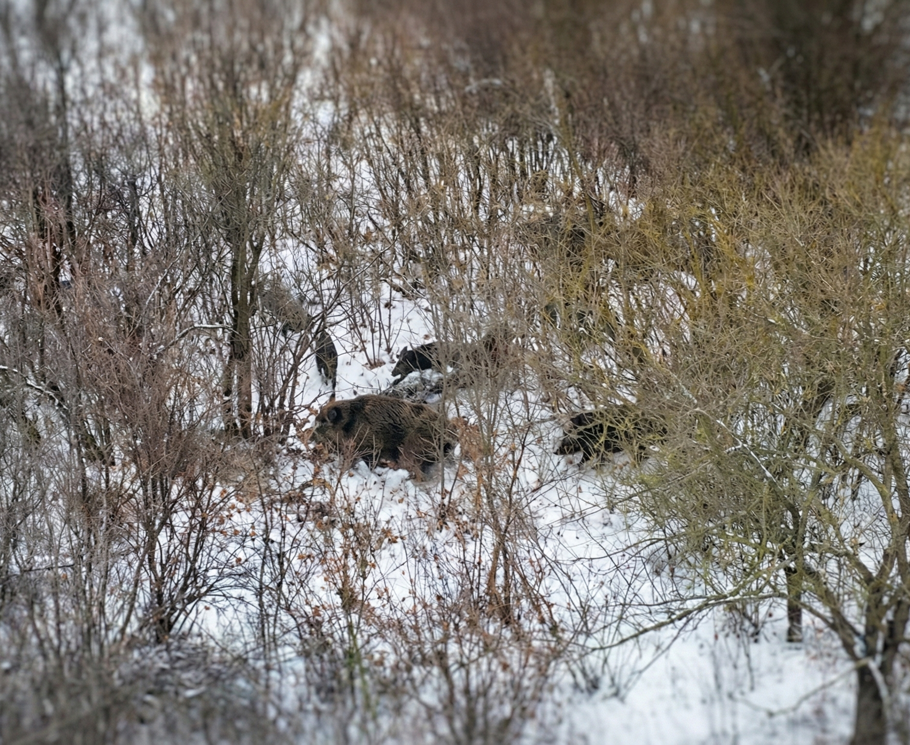Ochii din cer și urechile pădurii: Tehnologie de ultimă generație în lupta cu tăierile ilegale - Garda Națională de Mediu